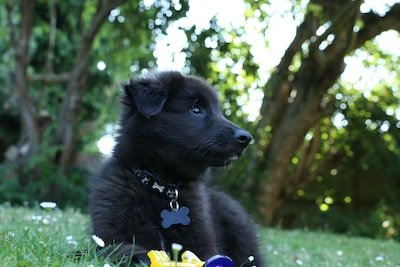 Quels jouets choisir pour mon chien ?