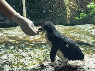 Quelles sont les aptitudes requises pour devenir un soigneur animalier ?