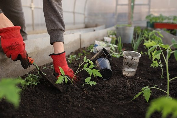 Les astuces et conseils pour utiliser une serre de jardin